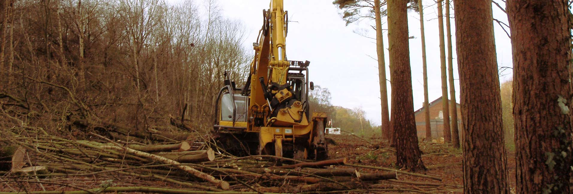 Tree Felling