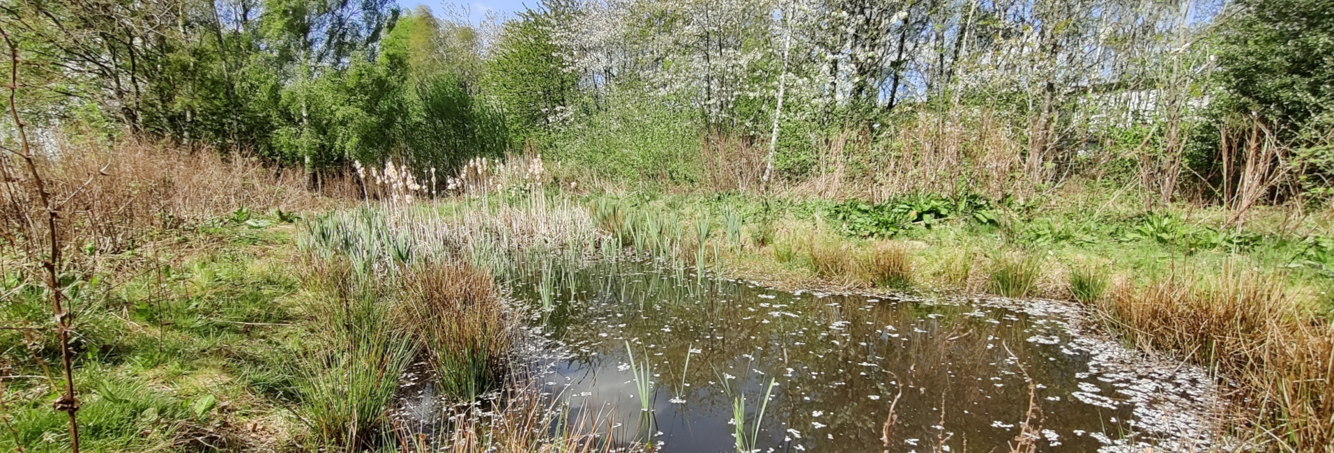 Pond & Wetland Creation