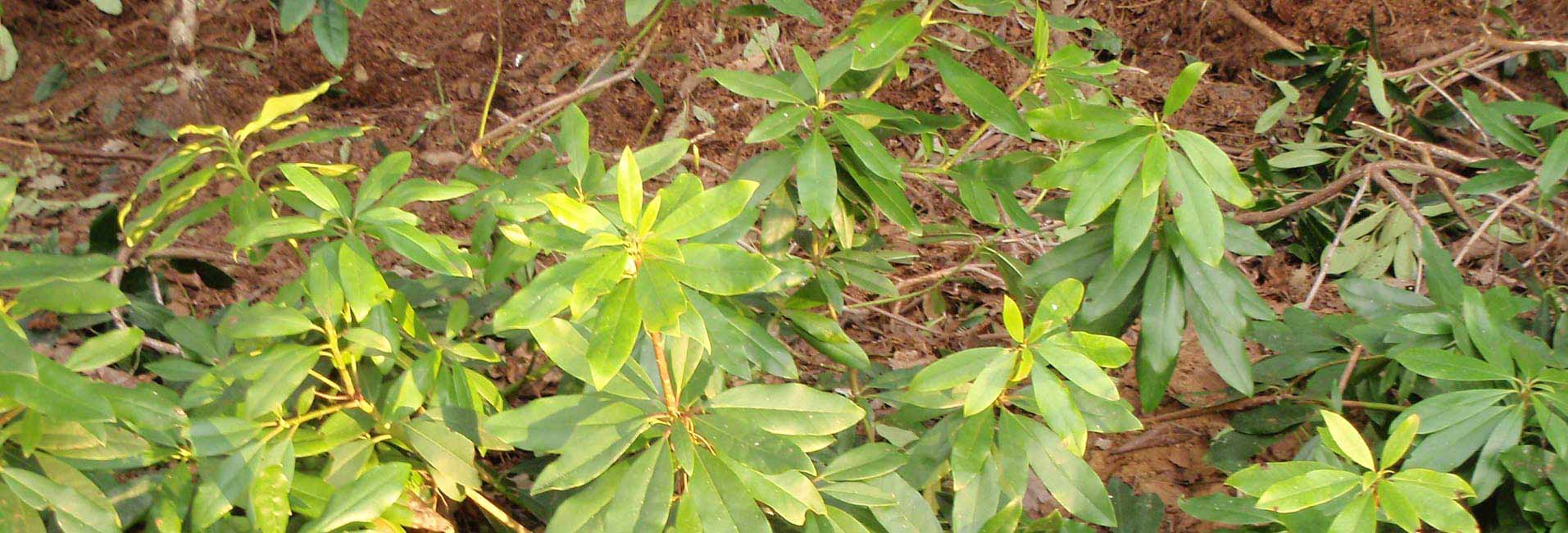 Rhododendron Control
