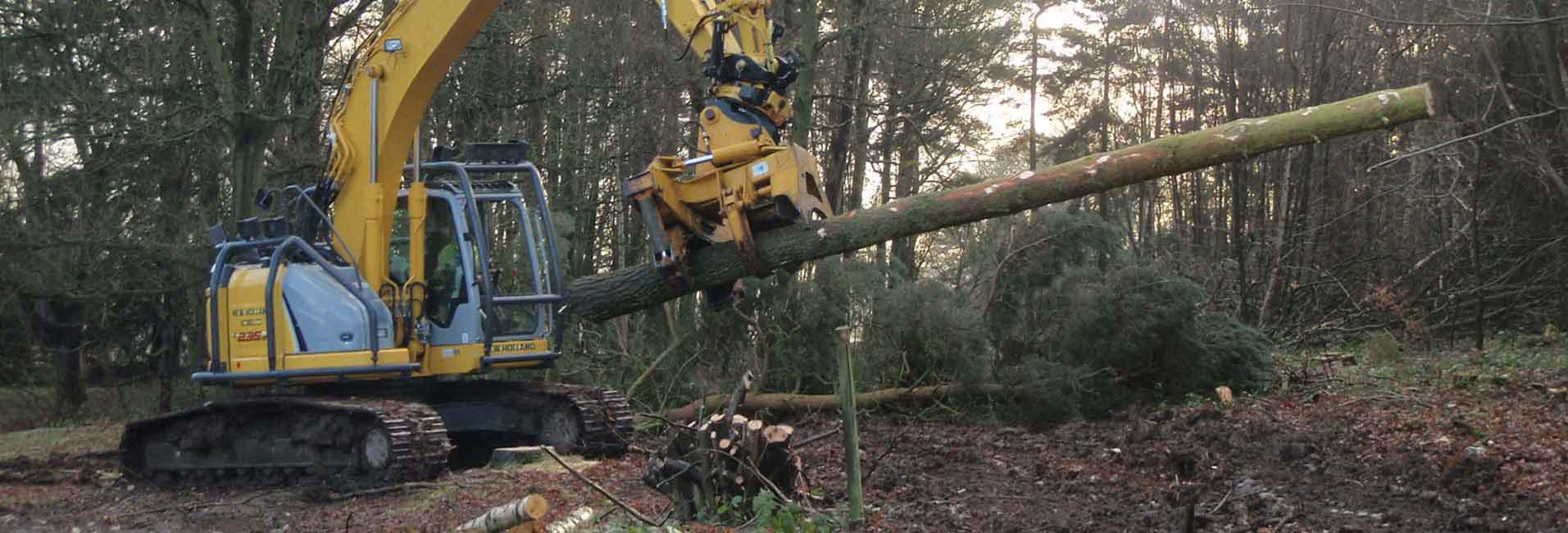 Stump Removal