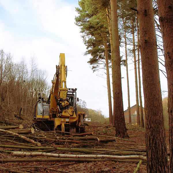 Tree Felling