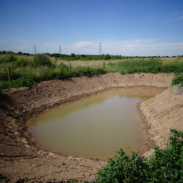 Pond Wetland Creation