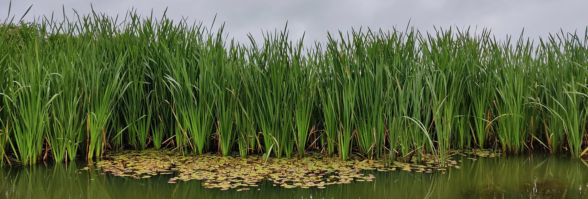 Biodiversity Net Gain